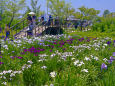 水郷佐原・水生植物園