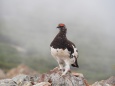 雷鳥坂の雄雷鳥2