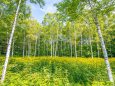 夏の日和田高原