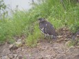 弓折岳の雄雷鳥