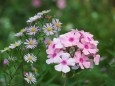 宿根フロックス(花魁草)