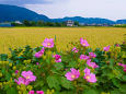 芙蓉と田園風景