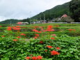 彼岸花咲く山村集落