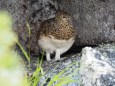 前常念岳の雌雷鳥