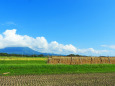 稲架と雲の掛かる大山