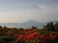 つつじ&富士山