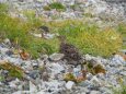 白馬岳のチビ雷鳥