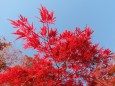 色づく秋(紅しだれカエデ)