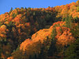 朝の紅葉～中山峠 2