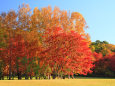 真駒内公園の紅葉4～秋の陽光