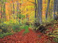 秋の林道