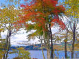 山中湖・湖畔の紅葉