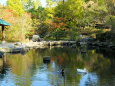 山の公園の池で