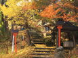 秋の神社