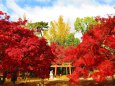 奈良公園睡稲荷社前の紅葉