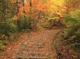 落葉と紅葉 木道の階段