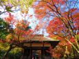 嵯峨野常寂光寺山門の紅葉