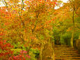 秋の筑波山神社