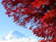 ずばり紅葉と富士山