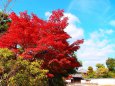 奈良正倉院門前の紅葉