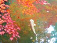 鯉泳ぐ池の紅葉