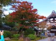 高台寺の紅葉