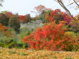 広大な城址の紅葉