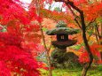 永観堂紅葉と見事な石灯籠
