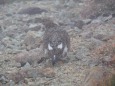 笠ヶ岳のママ雷鳥