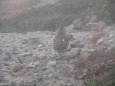 笠ヶ岳のチビ雷鳥