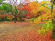 京都御苑・紅葉の秋
