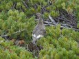 白馬乗鞍岳の雌雷鳥