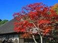 紅葉の円覚寺