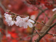 不断桜と紅葉＠百済寺