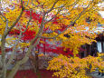 東福寺の紅葉