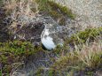 丸山のチビ雷鳥 雄