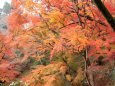 金比羅山の紅葉