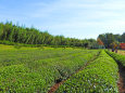 後楽園11-庭園内の茶畑