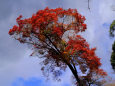 箕面の紅葉・一本の樹