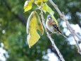 日比谷公園のアトリ