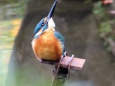 日比谷公園のカワセミ