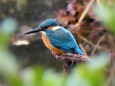 日比谷公園のカワセミ