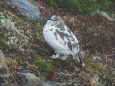 常念岳のチビ雷鳥