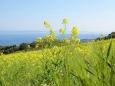 菜の花と早春の海