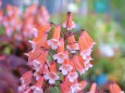 メキシコ産の花・スミシアンサ