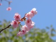 咲き出したカワズ桜