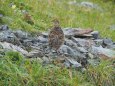 小蓮華山のチビ雷鳥