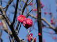 大仙公園・日本庭園・梅開花