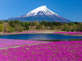 待ち遠しい春・富士山と芝桜