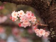 2月の寒桜